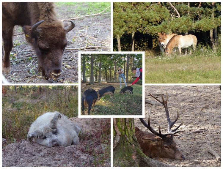 Wildes Brandenburg, wilde Tiere im Wildpark Schorfheide